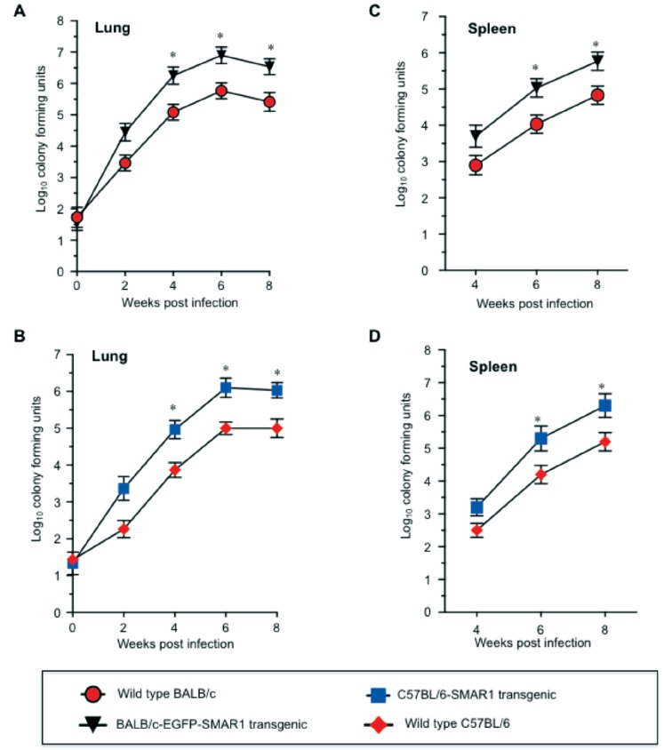 Determination of bacterial burden in target organs of wild type and SMAR1 transgenic mice of BALB/c and C57BL/6 genetic backgrounds. Mice were infected with M. tuberculosis strain, H37Rv through aerosol. Mycobacterial burden was determined in lungs after 0, 2, 4, 6, 8 wk (A-B) and spleen (C-D) after 0, 4, 6 and 8 wk post infection. Data represent mean ± SD with four mice per group at each time point (*P<0.05).