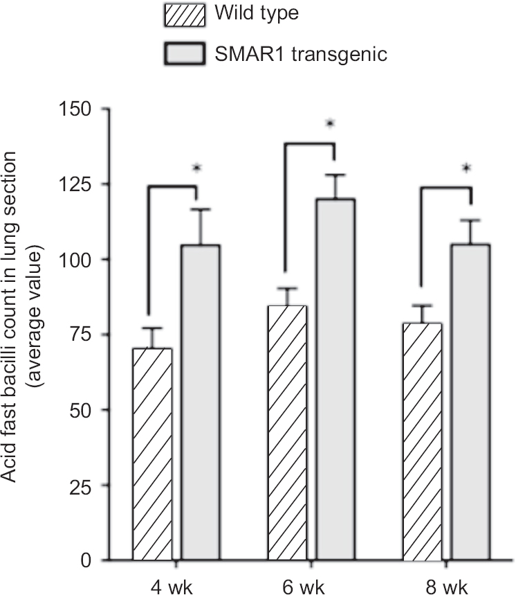 Plot demonstrating acid-fast bacilli (AFB) count in SMAR1 transgenic and wild type mice lungs. For quantification of bacilli in tissue sections 20 fields/slide were analyzed and average mean count was determined. Error bar represents average mean of five tissue sections from each animal (*P<0.05).