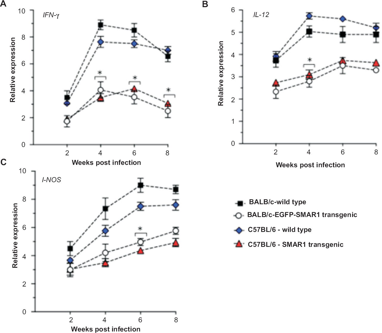Expression analysis of Th1 pathway genes in infected lung tissues. (A-C) Relative expression of IFN-γ, IL-12 and iNOS in infected lung samples from wild type and SMAR1 transgenic mice during the course of infection, determined by quantitative RT-PCR. The Y-axis denotes the relative expression represented as fold change after normalization with the values obtained from uninfected mice. GAPDH was used as an internal control. Values are represented as mean ± SD (n=4); *P<0.05.