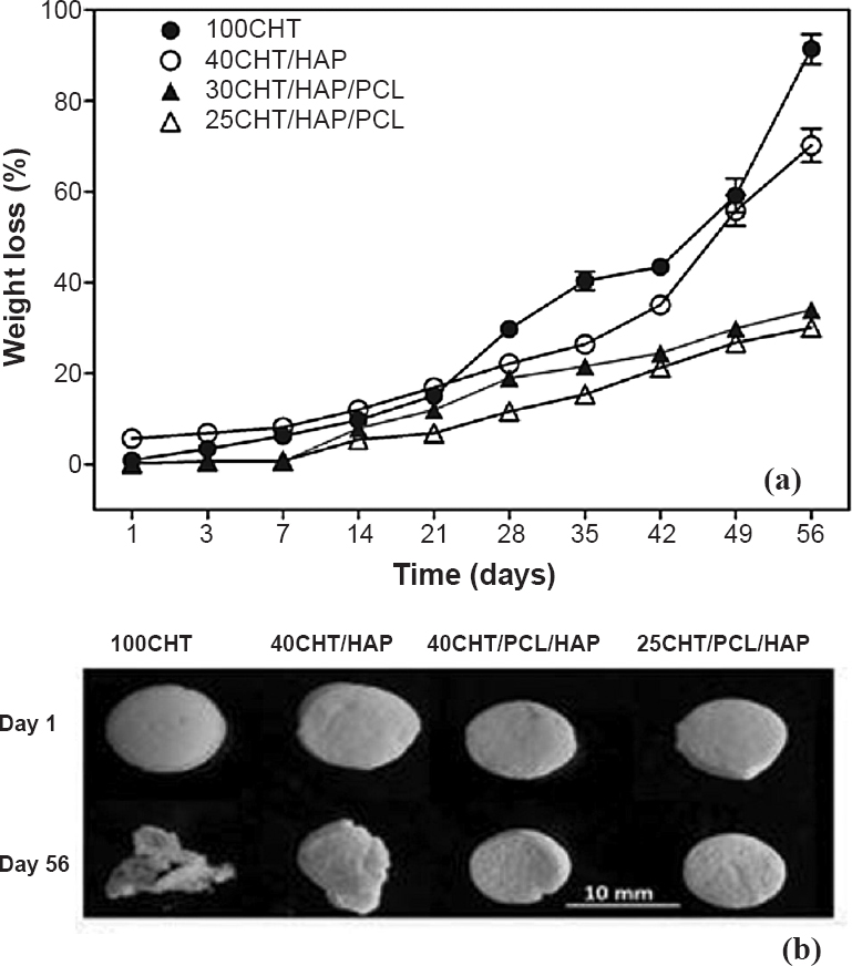 (a) Degradation kinetics of 100CHT, 40CHT/HAP, 30CHT/HAP/PCL and 25CHT/HAP/PCL scaffolds. Data represent mean value of five independent experiments, (b) Digital images showing the morphology of scaffolds after in vitro enzymatic treatment at days 1 and 56.
