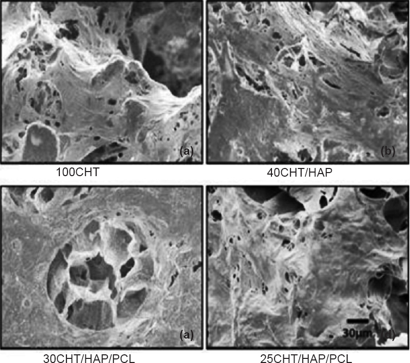Scanning electron microscope (SEM) images of human mesenchymal stem cells (hMSCs) grown on 100CHT, 40CHT/HAP, 30CHT/HAP/PCL and 25CHT/HAP/PCL scaffolds after seven days. The hMSCs adhered and spreaded on scaffolds (Scale bar 30 μm).