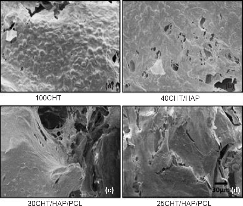 SEM images of hMSCs grown on 100CHT, 40CHT/HAP, 30CHT/HAP/PCL and 25CHT/HAP/PCL scaffolds after 14 days. At 14 days, cells grew and merged to form a cell sheet, got enlarged and migrated into the pores of scaffolds. (Scale bar 30 μm).