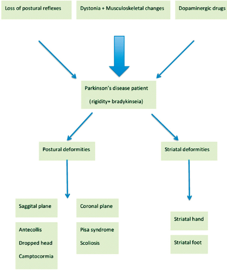 Pathogenesis and spectrum of postural and striatal deformities in Parkinson's disease.