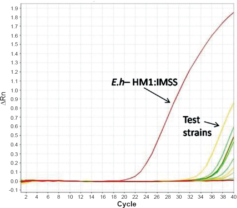 Amplification curve obtained in Taqman real-time PCR assay. Eh-HM1:IMSS:- Reference strain used as positive control. A test sample positive for E. histolytica (fluorescence signal) is indicated with an arrow.