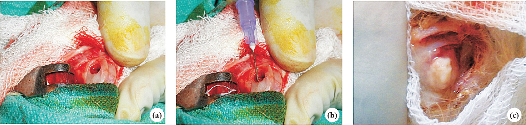 Exposure and inoculation of S. aureus through drill hole (a) and (b) in distal femur and frank pus discharge (c).