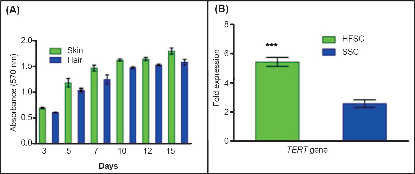 Analysis of skin and hair follicle stem cell proliferation. (A). The cell proliferation for SSCs and HFSCs at day 3, 5, 7, 10, 12 and 15. The data represent the mean ± SD of five independent experiments. (B). The expression of TERT gene was significantly (P<0.001) higher in hair follicle stem cells as compared to the skin stem cells. The data represent mean ± SD of five independent experiments.