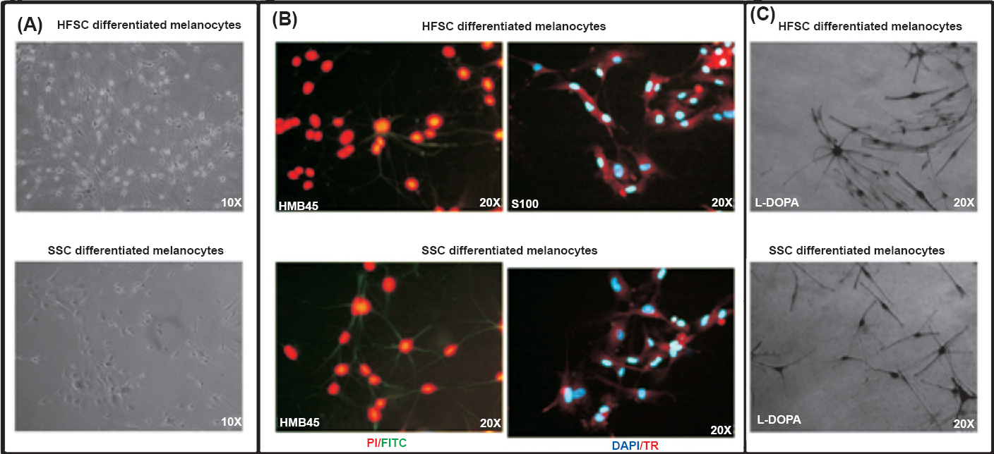 Differentiation of SSCs and HFSCs into melanocytes and their characterization. (A). Photomicrographs depicting the differentiation of SSCs and HFSCs in melanocytes. (B). SSCs and HFSCs differentiated melanocytes were positive for the melanocyte markers HMB-45 and S-100 markers as revealed by immunofluorescence. PI (red colour) or DAPI (blue) has been used as nuclear stain. The secondary antibody was conjugated with Texas red (red colour) or FITC (green colour). (C). Functional assay of the differentiated melanocytes was done by L-DOPA staining.