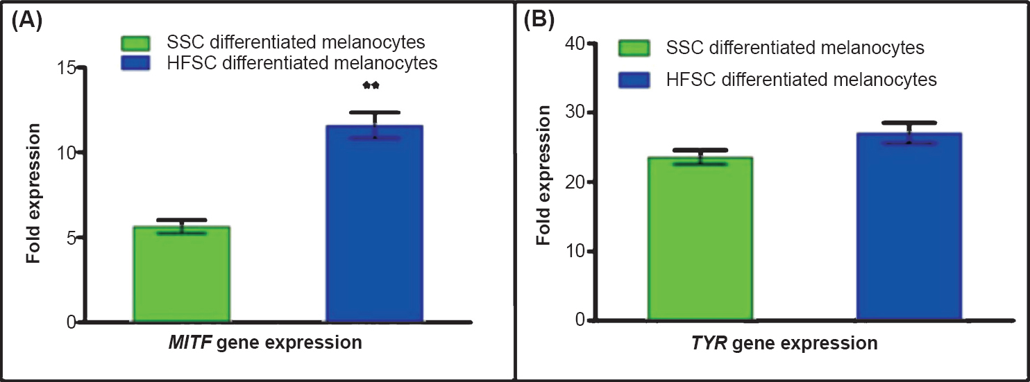 Characterization of differentiated melanocytes for specific transcripts by qRT-PCR. (A). Expression of MITF gene was significantly (P<0.01) higher in melanocytes derived from HFSCs as compared to the SSCs derived melanocytes. (B). There was no significant difference in the expression of tyrosinase (TYR) in melanocytes differentiated from either SSCs or HFSCs. The data represent mean ± SD fold expression of five independent experiments.