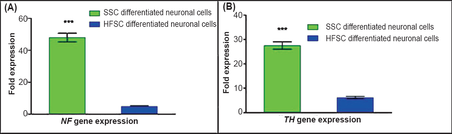Characterization of differentiated neuronal cells for specific transcripts by qRT-PCR. (A). The expression of NF gene was significantly (P<0.001) higher in SSCs derived neuronal cells in comparison to HFSCs derived neuronal cells. (B). The expression of TH gene was significantly (P<0.001) higher in SSCs derived neuronal cells in comparison to HFSCs derived neuronal cells. Values are mean ± SD of five independent experiments.
