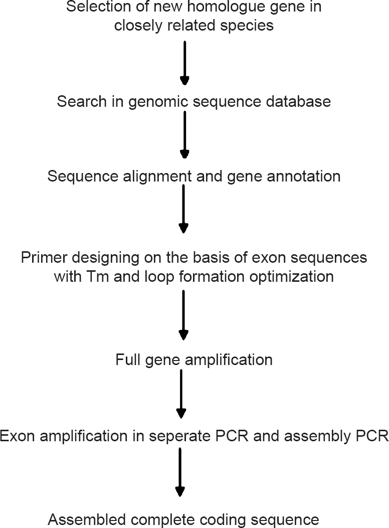 Flow chart showing the complete process of genomic exon splicing strategy.