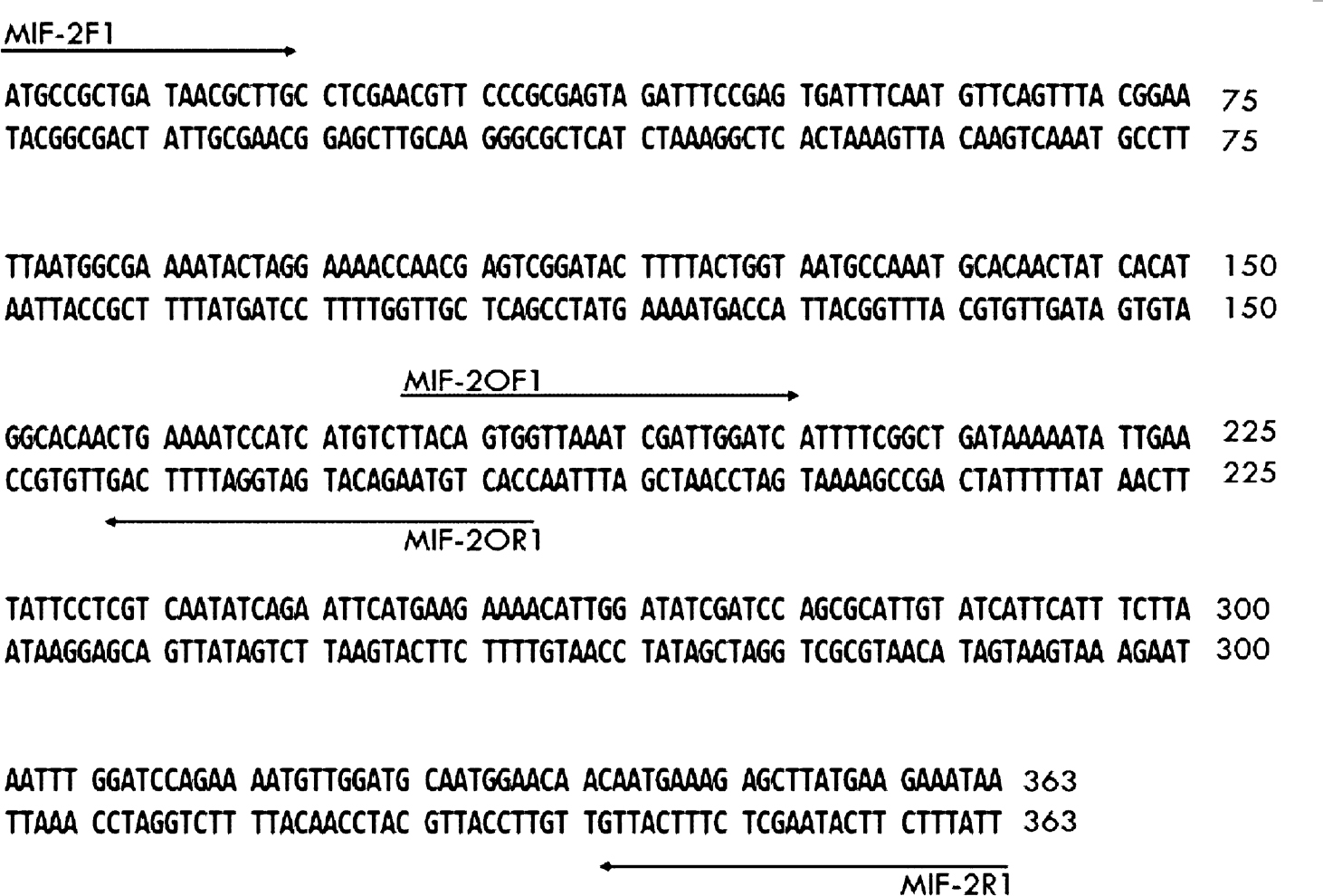 Complete coding sequence of Macrophage migration Inhibitory Factor-2 of W. bancrofti. Arrows indicate primer sequences designed on the basis of wbMIF-2 complete coding sequence. Source: W. bancrofti genome database (http://www.broadinstitute.org).