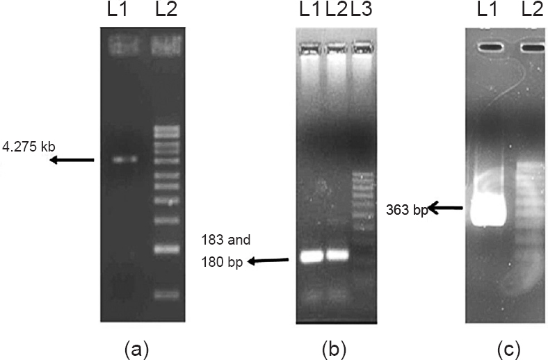 PCR amplification of (a) MIF gene from genomic DNA of W. bancrofti. Lane 1, 4.275 kb amplicon, Lane 2- 1 kb marker; (b) MIF exons from MIF gene amplicon. Lane 1- 183 bp amplicon of first exon, Lane 2- 180 bp of amplicon of second exon, Lane 3- 100 bp ladder; and (c) Assembly of both exons in PCR. Lane 1- 363 bp assembled wbMIF-2 amplicon, Lane 2- 100 bp ladder.