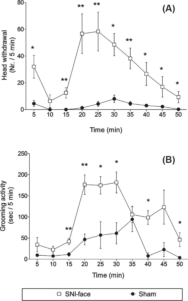 Pain behaviours in the orofacial formalin test. Graphics illustrate the time-course of the formalin test performed in either spared nerve injury (SNI)-face (n=6) or sham (n=4) rats injected into the vibrissae pad with 3 per cent formalin. (A) Number (Nr) of head withdrawal reflexes; (B) Time in seconds (sec) spent in grooming activity. Data were collected in 10 successive periods of 5 min after injection of formalin (time 0) and are presented as mean ± SEM. *P<0.05, **P≤0.01 compared to sham.