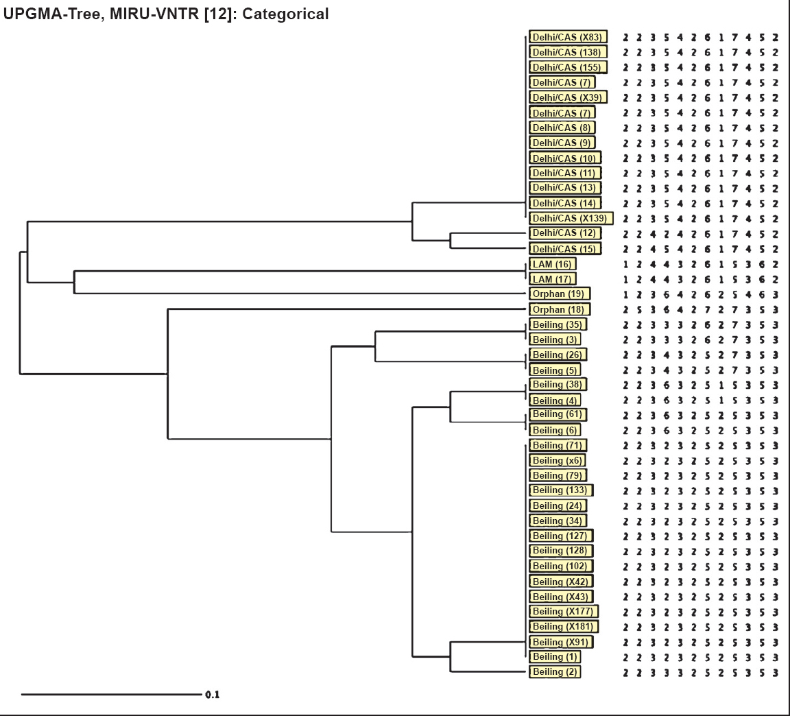 Dendogram showing MIRU-VNTR (Mycobacterial Interspersed Repetitive Units - Variable Number Tandem Repeats) analysis of pre-XDR M. tuberculosis isolates (n=43). LAM, Latin American and Mediterranean.