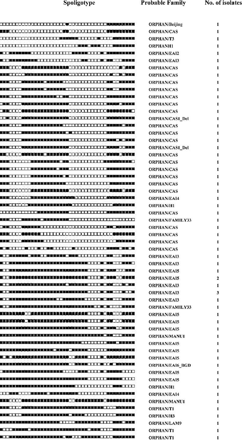 Spoligotypes of 61 orphan isolates not identified in SITVIT2 database by a SIT number and analysed by SpotClust tool.