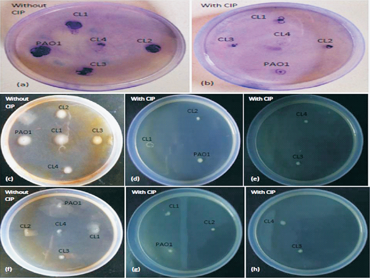 Demonstration of the twitching (a, b), swimming (c-e) and swarming (f-h) motility of P. aeruginosa standard strain PAO1 and clinical isolates in absence and presence of sub-MIC of CIP.