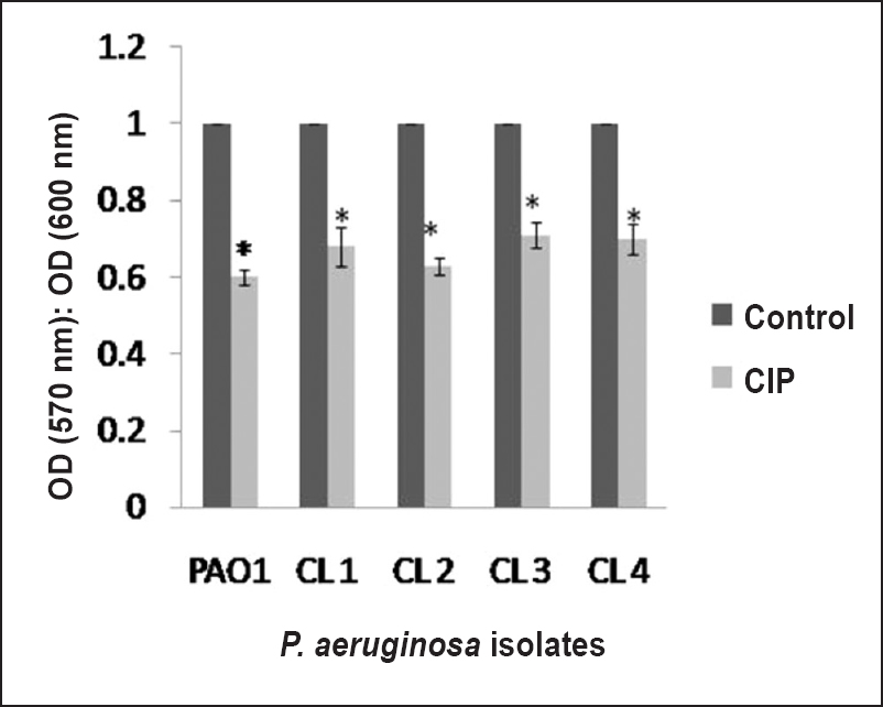 Biofilm-forming capacity estimated by a crystal violet assay of P. aeruginosa standard strain PAO1 and clinical isolates in the absence or presence of a sub-MIC of CIP. A standard reference value of 1 was taken as the control (no CIP) for each isolate. The results are presented as means±SD obtained from three independent experiments.*, P<0.01, compared to control.