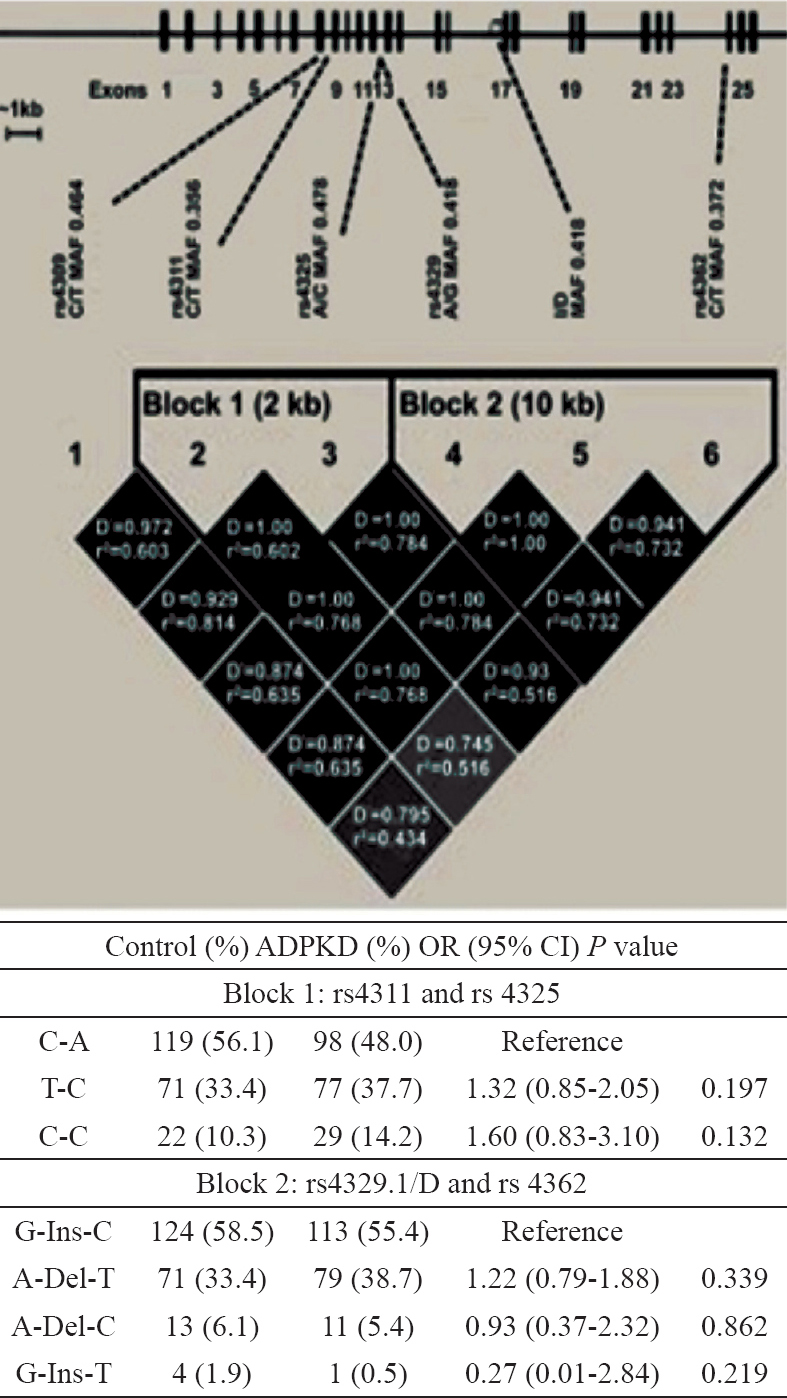 Linkage disequilibrium (LD) map and haplotype analysis of ACE. Relative positions of the tagSNPs and their MAFs were shown in the upper portion. Pairwise LD measures (D and r2) were shown by the LD map. The ACE gene haplotypes distribution in control and ADPKD patients was shown in the bottom.