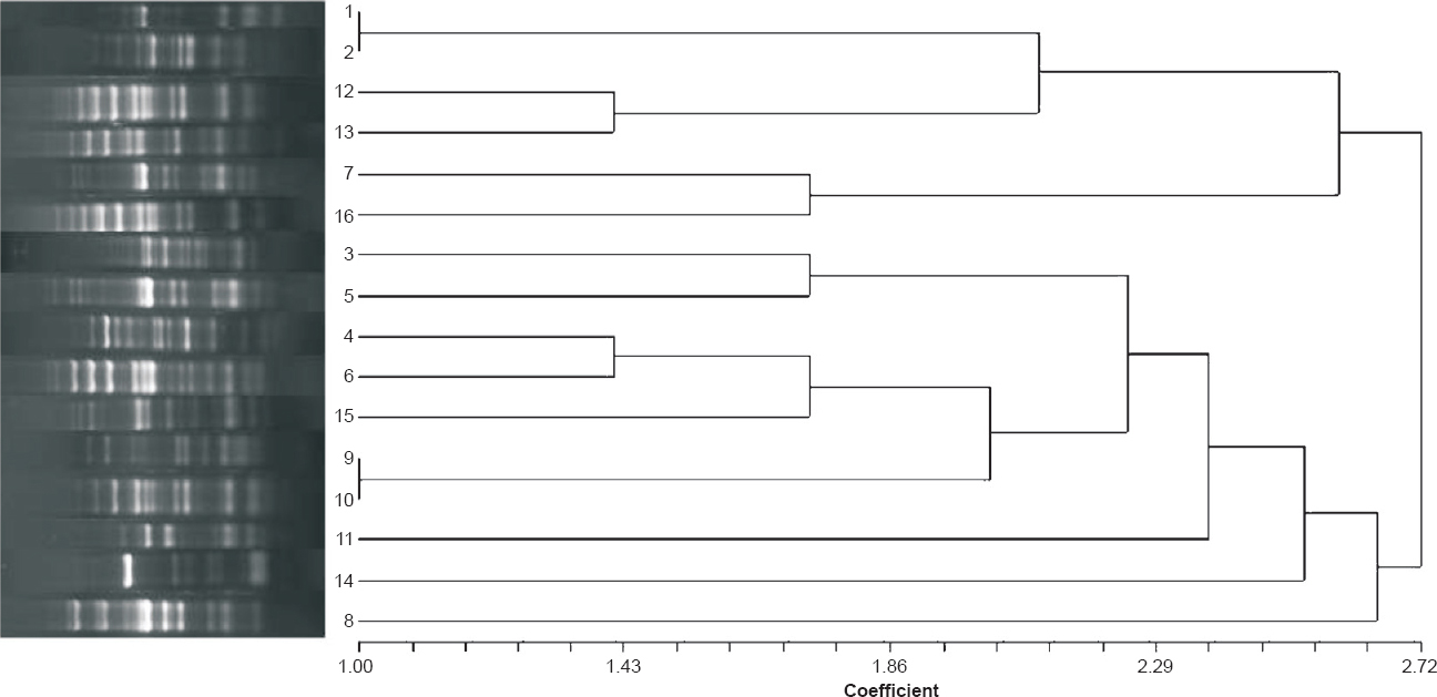Dendogram showing the clonal relatedness of 16 New Delhi metallo-β-lactamase producing Pseudomonas aeruginosa isolates based on REP-PCR band patterns.