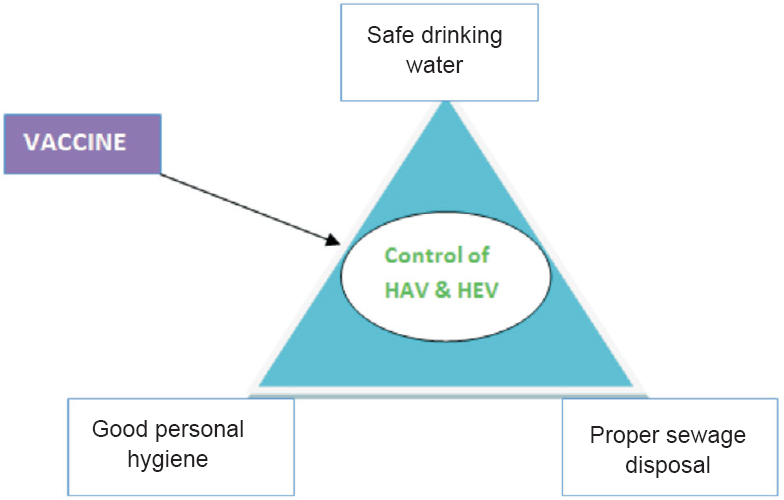 Preventive strategies to control HAV and HEV infection.