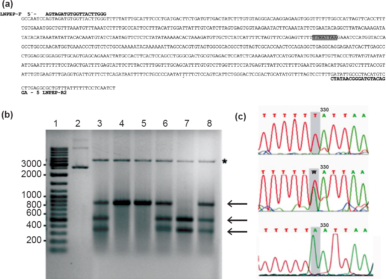 (a) DNA sequence of the amplified LNPEP gene fragment. The sequences of the primers (LNPEP-F and LNPEP-R2) are shown as well the target site for the PacI endonuclease in a grey box (W=A or T). (b) Electrophoresis of the PacI digested PCR products of the LNPE gene on a 2 per cent agarose gel, showing the different banding patterns obtained for each genotype. Lane 1 = 100 bp DNA size marker. Lane 2= undigested plasmid used as internal control of the PacI digestion. [T/T] homozygote (lanes 4, 5), [A/A] homozygote (lane 7), [T/A] heterozygote (lanes 3, 6, 8). Asterisk marks linearized form of the plasmid used as internal control. (c) Sequencing fluorograms of the LNPEP products showing the region around the single nucleotide polymorphism in [T/T], [T/A] and [A/A] individuals, respectively.