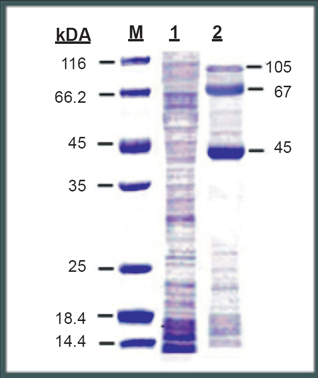 SDS-PAGE gel stained with coommassie brilliant bue-R250. Lane-M shows the protein molecular weight marker bands, Lane-1 Vero cell proteins (cell control) and Lane-2 DENV-2 proteins.