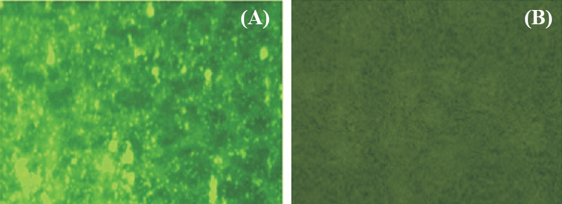 Immunofluorescence images showing (A) green fluorescence showing the presence of dengue virus NS5 protein, and (B) absence of fluorescence signals in uninfected Vero cells.