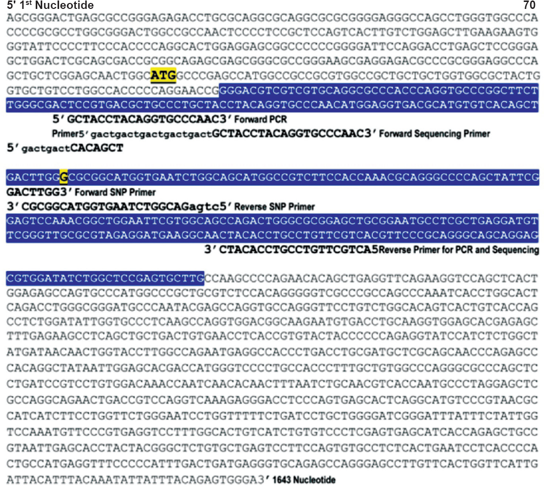 Systematic representation of genomic positions of primers for PCR, sequencing and SNP assay on poliovirus receptor (PVR/CD155) transcript variant 4, mRNA (Gene Bank accession no. NM_001135770). Exon 2 sequence (379 to 726 nt) is shown in blue colour. The initiation codon at 300 nt is shown in bold, underlined and in yellow colour. The SNP target nucleotide G is shown in bold, underlined and in yellow colour.