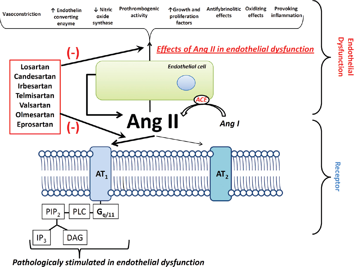 The action of angiotensin receptor blockers on angiotensin II related endothelial dysfunction. Angiotensin receptor blockers reduce detrimental actions of angiotensin II, wherein the common risk factors are associated with increased angiotensin II production and pathological activation of endothelial cells. Thus, angiotensin receptor blockers partially or completely improve endothelial dysfunction. AT1, AT2, angiotensin type 1, 2 receptors; PIP2, phosphatidyl inositol 4,5 - bisphosphate; IP3, inositol triphosphate; PLC, phospholipase C; DAG, diacylglycerol; ACE, angiotensin converting enzyme.