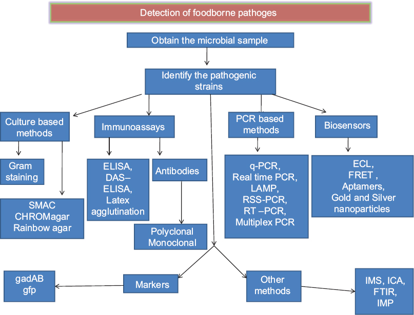Schematic representation of the methods for the detection of pathogens. ELISA, enzyme linked immuno sorbent assay; DAS, double antibody sandwich; PCR, polymerase chain reaction; LAMP, loop mediated isothermal amplification; RSS, restriction site specific; RT, real time; ECL, electrochemilumenescence; FRET, fluorescence resonance energy transfer; IMS, immunomagnetic assay; ICA, immunochromatic assay; FTIR, fourier transform infrared spectroscopy.