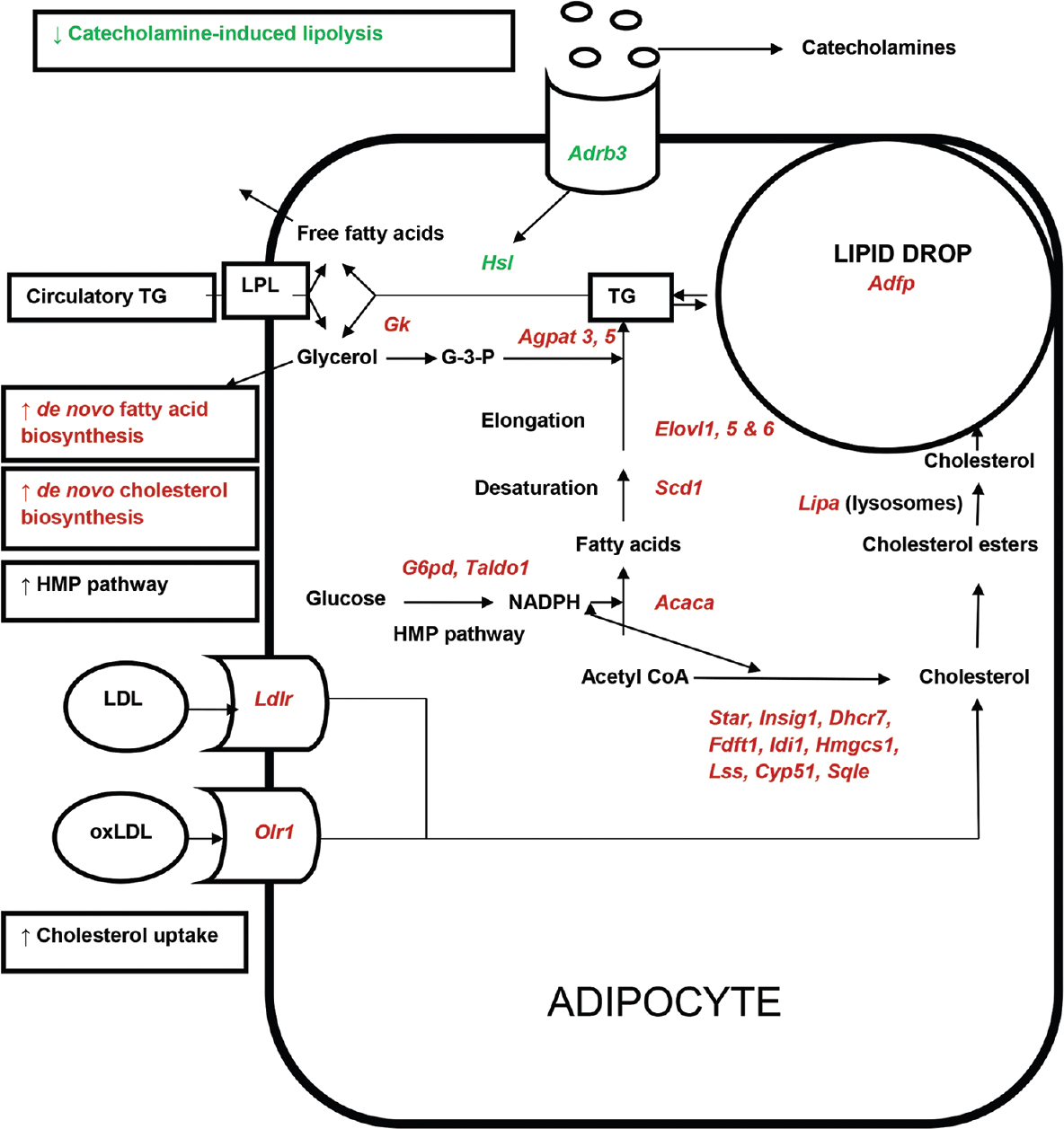 Predicted metabolic changes in adipocyte of WNIN/Ob obese rat based on gene expression. Genes, pathways and metabolic processes indicated in green colour(downregulated) and red colour (upregulated). Acaca, Acetyl CoA carboxylase alpha; Adfp, Adipophilin; Adrb3, Beta-3 Adrenergic receptor; Agpat3,5, 1-acylglycerol-3-phosphate O-acyltransferase 3, 5; Cyp51, Lanosterol 14α-demethylase; Dhcr7, 7-dehydrocholesterol reductase; Elovl 1,5,6 Fatty acid elongase 1,5,6; Fdft1, Farnesyl-diphosphate farnesyltransferase 1, Gk, Glycerol kinase; Hmgcs1, 3-hydroxy-3-methylglutaryl-coenzyme A synthase 1; Hsl, Hormone-sensitive lipase; Idi1, Isopentenyl–diphosphate delta isomerase 1; Insig1, Insulin-induced gene 1; Ldlr, low-density lipoprotein receptor; Lipa, Lipase A; Lss, Lanosterol synthase; Olr1, Oxidized-low-density lipoprotein receptor; Scd1, Stearoyl-CoA desaturase 1; Star, Steroidogenic acute regulatory protein; Sqle, Squalene monooxygenase; Taldo1, Transaldolase 1. LPL, Lipoprotein lipase; LDL, Low-density lipoprotein; OxLDL, Oxidized LDL; TG, Triglycerides.
