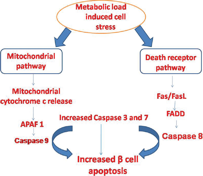 Mechanisms of apoptosis. In the mitochondrial pathway, pro- and antiapoptotic Bcl-2 proteins control cytochrome c release from mitochondria. Cytochrome c binds to APAF-1, which forms a complex with procaspase-9. Thereafter, caspase-9 becomes activated. In the death receptor pathway, the binding of a ligand to its death receptor recruits an adaptor protein that in turn activates procaspase-8. FasL binds to Fas that activates FADD. FADD activates caspase-8. Caspases-8 and -9 in turn activate caspase-3. Caspase-3 plays a crucial role in the promotion of apoptotic cell death. APAF-1, apoptosis protease-activating factor 1; FADD, Fas-associated death domain; FasL, Fas ligand.