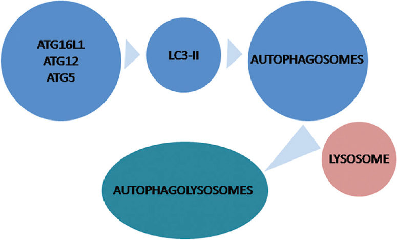 Molecular machinery of autophagy. Proteins encoded by autophagy-related genes (ATGs), ATG5, ATG12, ATG16 and LC3-II are responsible for initiation, formation, and maturation of autophagosomes, which subsequently fuse with lysosomes for hydrolysis or degradation of enwrapped materials through the process of autophagy. LC3, light chain 3.