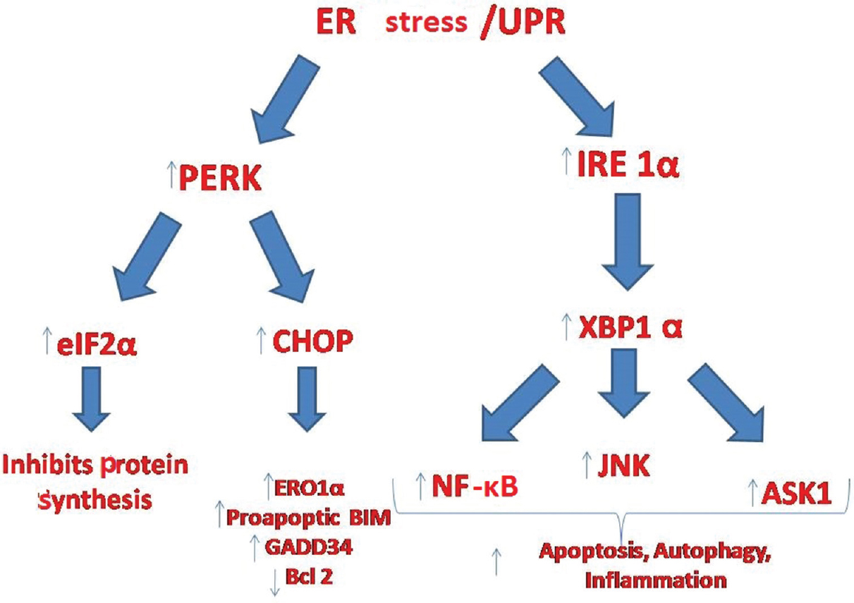 Downstream pathways of inositol requiring enzyme 1α (IRE1α) and PKR-like eukaryotic inhibition factor 2a kinase (PERK) in endoplasmic reticulum stress. UPR- unfolded protein response; ASK1, apoptosis signal-regulating kinase 1; CHOP, C/EBP homologous protein; XBP-1, X box binding protein 1; ERO1α, endoplasmic reticulum oxidase 1alpha; eIF-2α, eukaryotic translation initiation factor-2α; JNK, janus kinase; NF-κB, nuclear factor kappa β; GADD34, growth arrest and DNA damage-inducible protein-34; Bcl2, B-cell lymphoma 2; BIM, Bcl 2-interacting mediator of cell death.