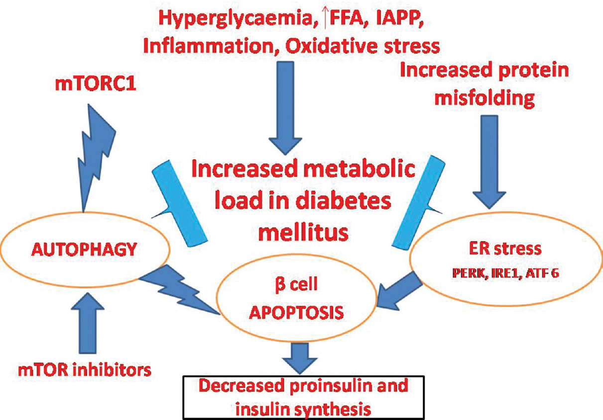 Relationship between endoplasmic reticulum (ER) stress, autophagy and apoptosis. In diabetes mellitus, various effectors including hyperglycaemia, increased free fatty acids (FFAs), islet amyloid polypeptide (IAPP), chronic low-grade ongoing inflammation and oxidative stress can induce protein misfolding, mammalian target of rapamycin 1 (mTORC1) and decreased lysosomal degradation process. Thereafter, protein (for instance, proinsulin) misfolding induces ER stress and eventually β-cell death occurs via apoptosis. Activation of mTORC1 inhibits autophagy. mTORC1 inhibitors such as rapamycin might stimulate autophagy and prevent ER-stress activated β-cell apoptosis. Eventually, there is a decrease in proinsulin and insulin biosynthesis. PERK, PKR-like eukaryotic inhibition factor 2a kinase; inositol requiring enzyme 1alpha (IRE1α); ATF6, activating transcription factor 6.