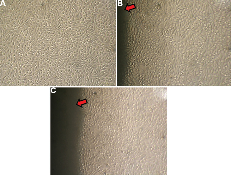Direct contact assay using monolayer culture of L929 cell line. (A) The control sample is a confluent layer of L929 fibroblast cells. Cells are mostly spindle shaped which is considered normal morphology. (B) The control-uncoated band sample (red arrow), when in contact with the L929 confluent layer, did not change the morphology of the cells. (C) The L929 cells in contact with the coated band (red arrow) also showed the normal morphology of cells similar to the controls.
