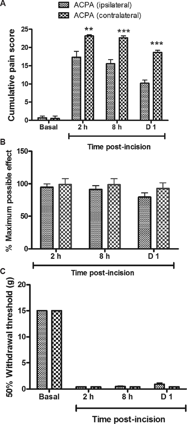 Evaluation of the site of antinociceptive effect of arachidonylcyclopropylamide (ACPA). Comparison of antinociceptive effect of ACPA (30 μg) following ipsilateral versus contralateral administration. (A) Guarding score was significantly decreased after ipsilateral but not after contralateral administration (two hours to day one). (B) Thermal hyperalgesia and (C) mechanical allodynia were not significantly affected. n=6 in each group. Values are mean±SEM. P**<0.01 ***<0.001 compared to ACPA ipsilateral.