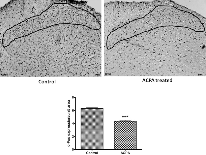 c-Fos immunostaining in the spinal cord. It was significantly reduced following arachidonylcyclopropylamide (ACPA) treatment. n=6 rats in each group. Values are mean±SEM. ***P<0.001 compared to control.