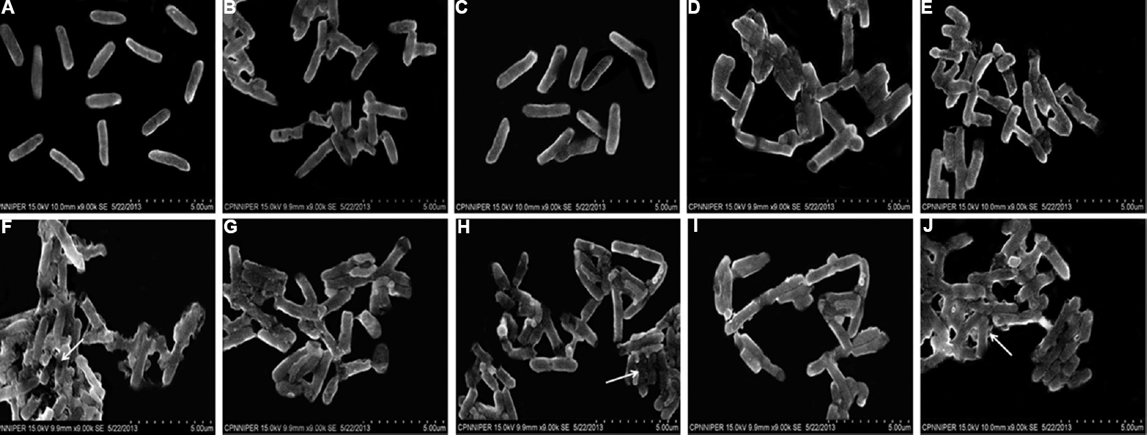Scanning electron micrographs of Salmonella Typhimurium in the presence of (A) normal saline, (B) cryptdin-2 (5 μg/ml), (C) chloramphenicol (32 μg/ml), (D) cryptdin-2 (5 μg/ml) + chloramphenicol (32 μg/ml), (E) ciprofloxacin (1.5 μg/ml), (F) cryptdin-2 (2.5μg/ml) + ciprofloxacin (0.75 μg/ml), (G) ceftriaxone (4 μg/ml), (H) cryptdin-2 (5 μg/ml) + ceftriaxone (1 μg/ml), (I) cefotaxime (3 μg/ml), (J) cryptdin-2 (2.5 μg/ml) + cefotaxime (3 μg/ml) (White arrows showing significant damage to the bacterial cells).