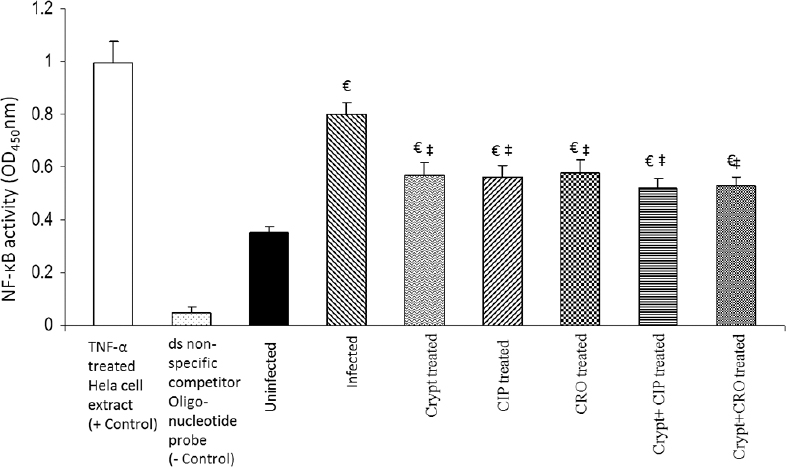 Effect of cryptdin-2 (crypt), ciprofloxacin (CIP), ceftriaxone (CRO) alone and in conjunction on Salmonella-induced activation of nuclear factor-kappa B (NF- kB) in liver. Values are expressed as mean ± standard deviation of five different observations. €P<0.05 versus uninfected mice (uninfected control); ‡P<0.05 versus untreated mice (infected-control). Positive control (+control) refers to the TNF-α treated Hela whole cell extract; negative control (-control) refers to the biotinylated double stranded non-specific competitor oligonucleotide probe which does not contain the NFkB consensus sequence.