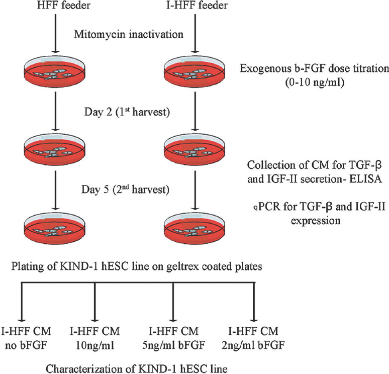 Schematic diagram for the procedure of human embryonic stem cell culture and time for collection of conditioned medium (CM). HFF, human foreskin fibroblast; I-HFF, immortalized human foreskin fibroblast; bFGF, basic fibroblast growth factor; TGF-β, transforming growth factor-beta; IGF-II, insulin-like growth factor-II.