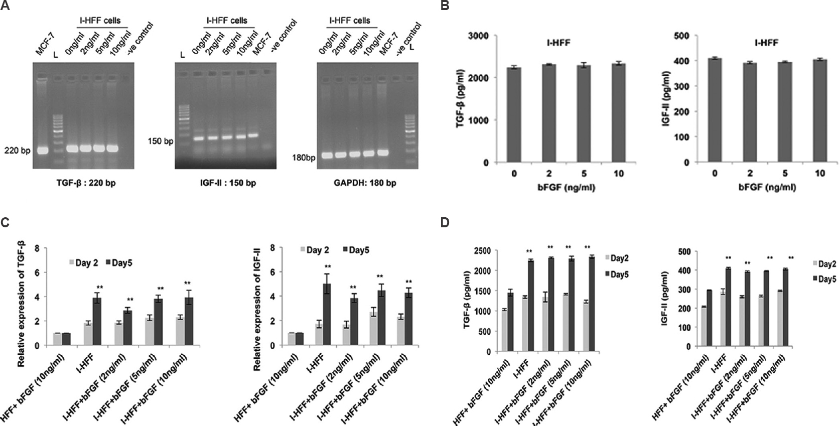 Gene expression and production of TGF-β and IGF-II in response to bFGF: (A) Gene expression of TGF-β, IGF-II and GAPDH in I-HFF treated with varying concentrations of bFGF, using RT-PCR. MCF-7 cells used as positive control, and GAPDH as internal control; (B) Quantification of secreted TGF-β and IGF-II using ELISA. (C) Quantitative PCR results showing relative gene expression of both TGF-β and IGF-II in all groups, HFF (at bFGF 10 ng/ml) as standard control; and (D) Graph showing the quantification of release of TGF-β and IGF-II in the conditioned medium using ELISA. Results are mean±standard deviation of five independent experiments. **P<0.01, day 2 versus standard control HFF.