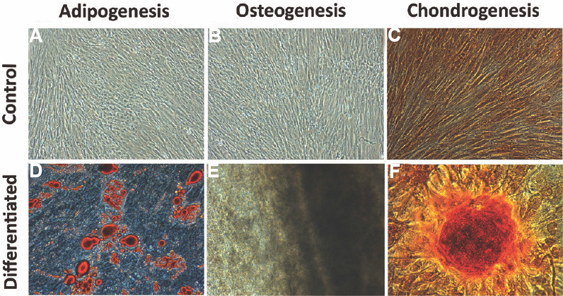 Multilineage differentiation of pooled human bone marrow-derived mesenchymal stromal cells (hBMMSCs). Adipogenic differentiation was detected by oil droplet formation stained with Oil O red staining (D - differentiated), Osteogenic differentiation was confirmed by the stained mineralized matrix with alizarin red staining (E - differentiated), chondrogenic differentiation was confirmed through the presence of stained glycosaminoglycan by Alcian blue staining (F - differentiated). Undifferentiated control cultures of adipogenic, osteogenic and chondrogenic differentiation are shown in (A-C), respectively.