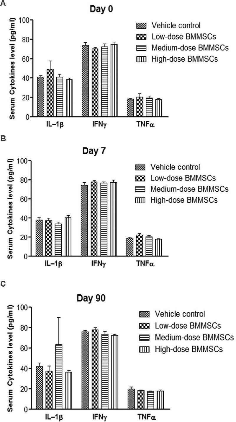 Cytokine levels in the serum samples of rats (sex pooled) following single intravenous injection of pooled human bone marrow-derived mesenchymal stromal cells (BMMSCs) or vehicle. Serum cytokine levels were measured before cell injection (basal) at day 0 (A), day 7 (B) and day 90 (C) after cell injection. Human bone marrow-derived mesenchymal stromal cells were injected at low (12.6 × 106 cells/kg b.w.), medium (63 × 106 cells/kg b.w.) and high dose (126 × 106 cells/kg b.w.). No significant differences in the levels of cytokines were observed between cell- and vehicle-treated animals. Vertical bars represent standard error (n=6). IL-1β, interleukin-1 beta; IFNγ, interferon gamma; TNFα, tumour necrosis factor alpha.