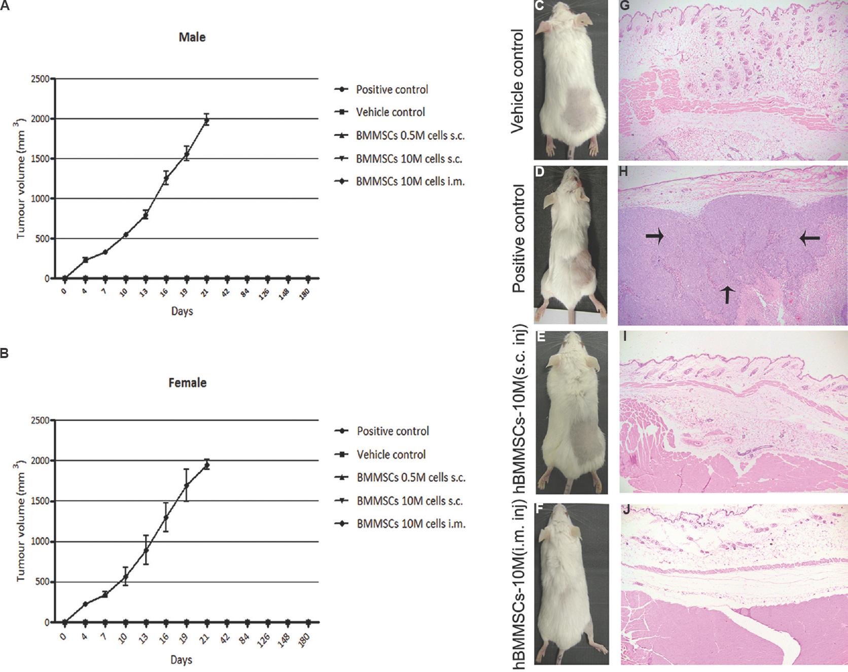 Pooled human bone marrow-derived mesenchymal stromal cell (hBMMSC) population was non-tumorigenic in severe combined immunodeficient (SCID) mice. Tumour volumes were measured twice weekly in both male (A) and female (B) mice. Progressive tumour growth was detected visually at the site of cell injection in the positive control animals (D) and not detected in either vehicle- or human bone marrow-derived mesenchymal stromal cell-treated animals (C, E & F). Neoplastic cell growth with central area of necrosis (arrows) was observed in all (10/10) positive control animals (H) and absent in vehicle- or hBMMSCs-treated animals (G, I & J). Magnification, ×4 (G-J).