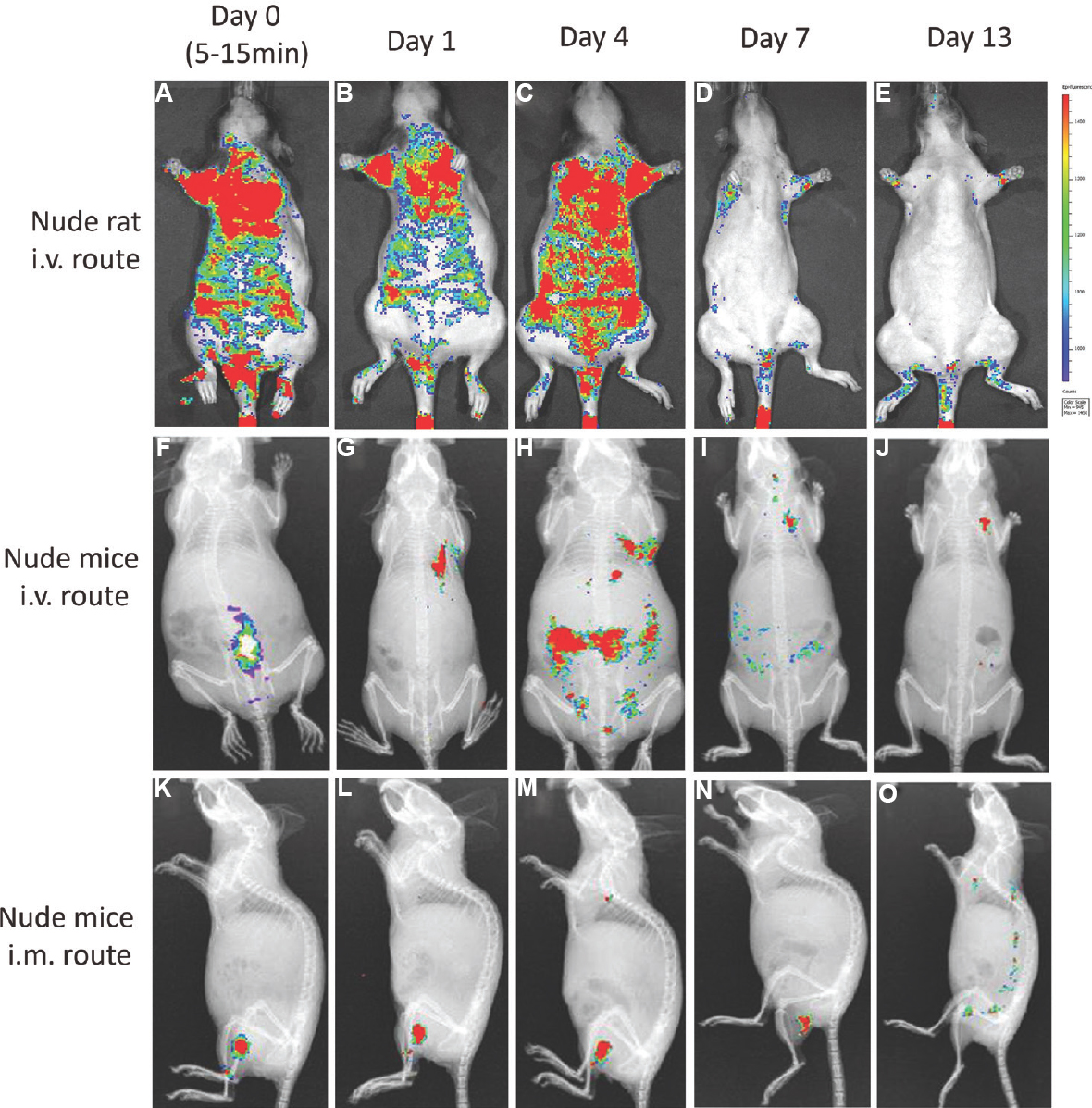 In vivo biodistribution profile of CM-DiI-labelled pooled human bone marrow-derived mesenchymal stromal cell (hBMMSC) at different time points (A-E & F-J) showing the distribution profile of hBMMSCs administered through intravenous route in nude rats and nude mice, respectively, and K-O showed biodistribution profile in nude mice through intramuscular route.