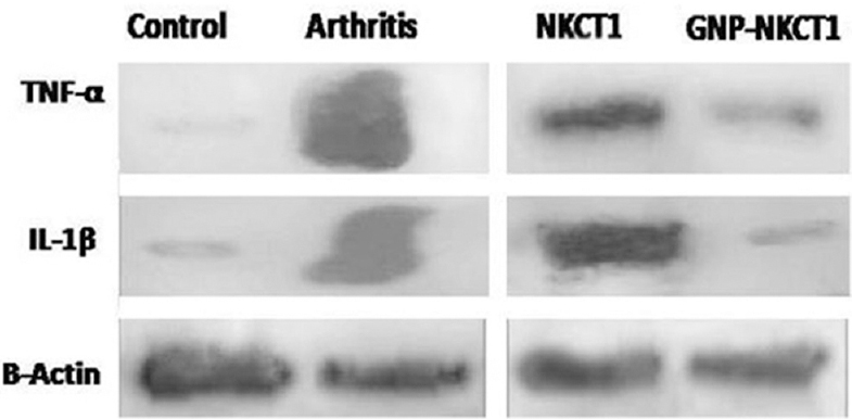 Effect of Naja kaouthia cytotoxin 1 (NKCT1) and gold nanoparticle (GNP)-NKCT1 on the expression of tumour necrosis factor-alpha (TNF-α), interleukin-1β (IL-1β) in synovial tissue of collagenase induced arthric rats analyzed through Western blot. β-Actin served as a loading control.