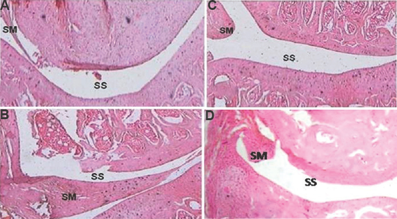 Effect of Naja kaouthia cytotoxin 1 (NKCT1) and gold nanoparticle (GNP)-NKCT1 on joint histopathology of collagenase induced osteoarthritis in male albino rats. Sham control (A), arthritis control (B), GNP-NKCT1 treated (C), and NKCT1 treated (D). SM, synovial membrane; SS, synovial space. Stained with haematoxylin-eosin. Magnification= ×30.