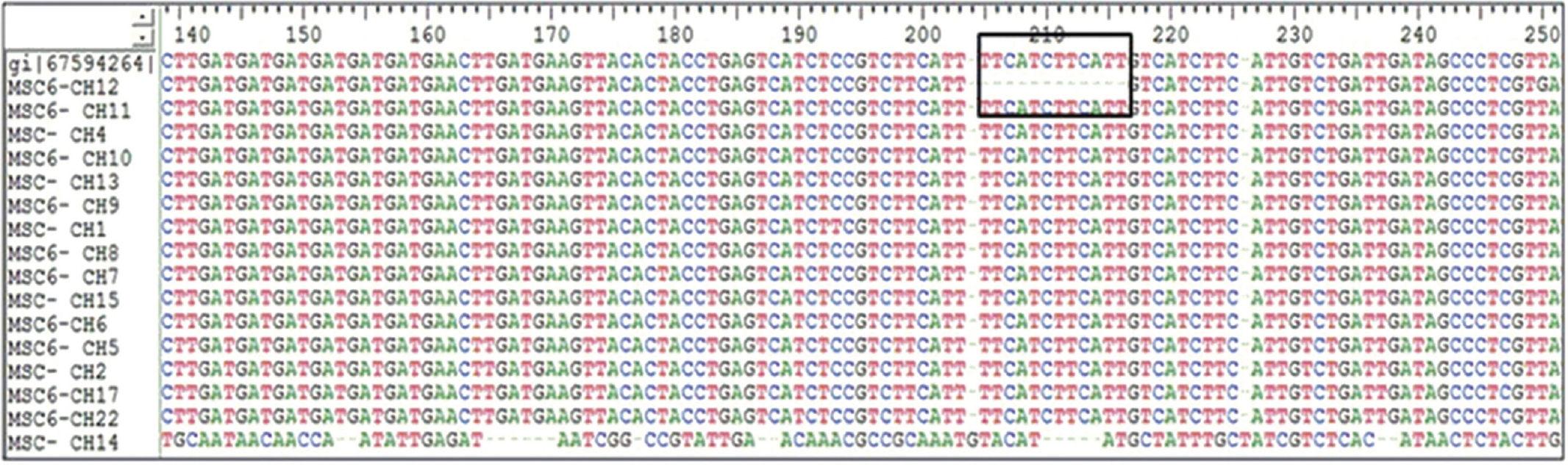 The boxed area indicates the deletion of 12 bp region between position 201-213 bp of MSC-6 gene amongst Cryptosporidium hominis isolates.