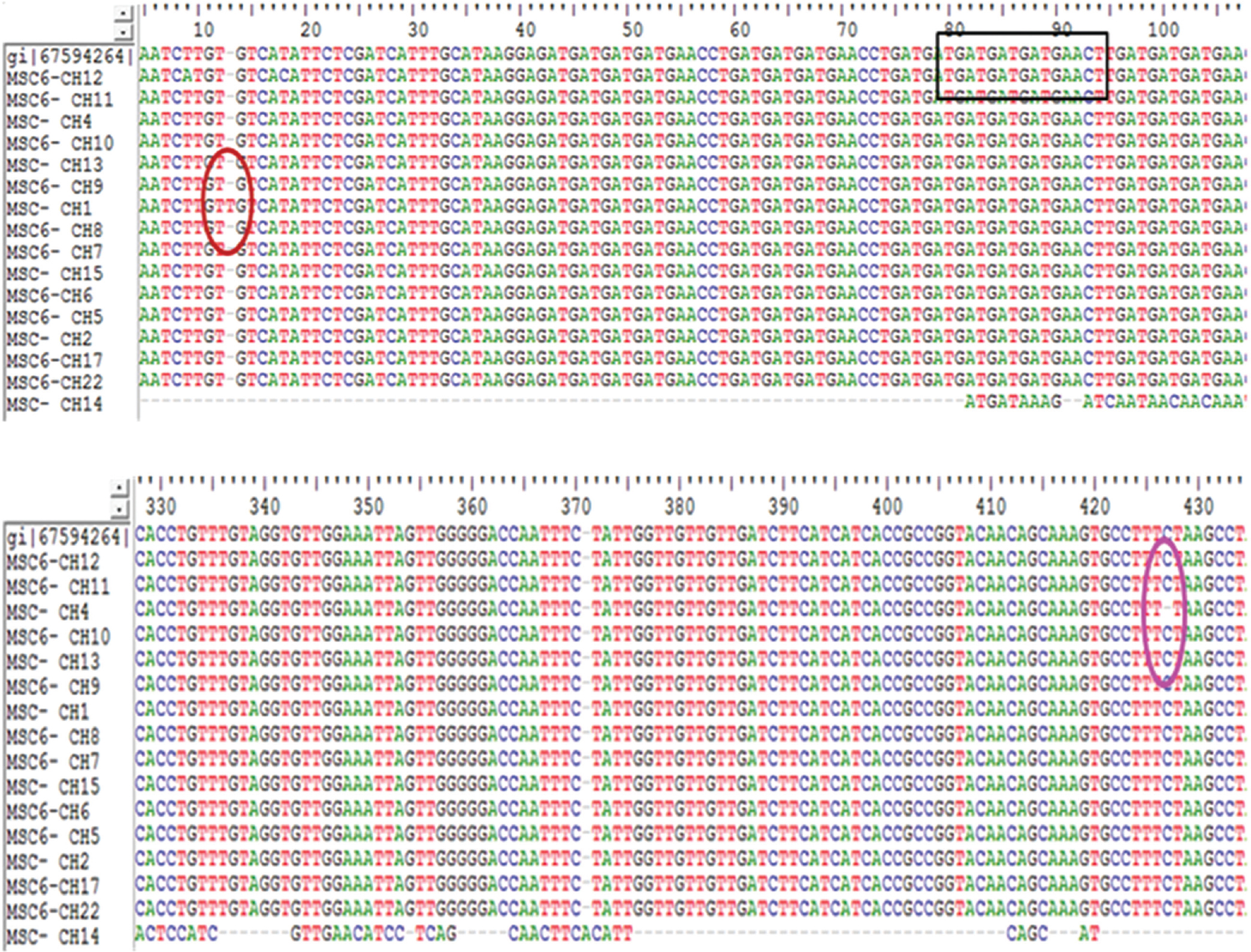 The boxed area indicates the 15bp repeat region and the circled area refers to the single nucleotide polymorphisms amongst MSC6-7 gene isolates.